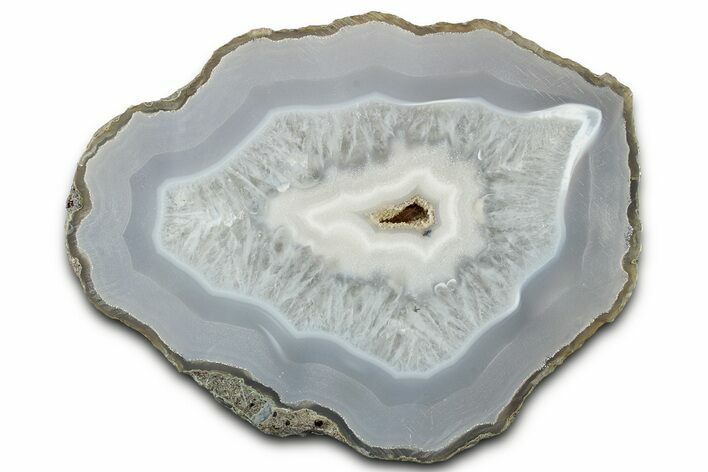 Polished Agate Replaced Petrified Wood Limb Cast - Oregon #326684
